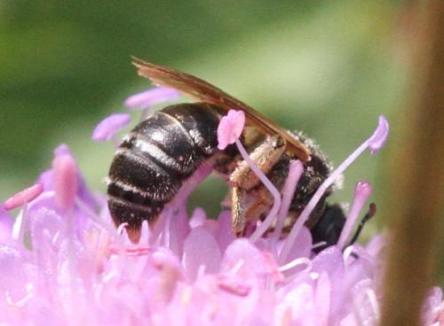 Réf. 223 239 : Halictus sp.